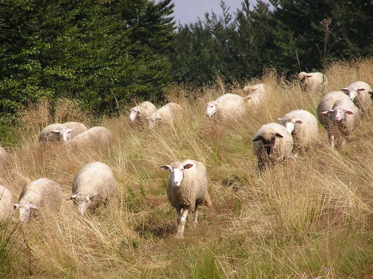 there are sheep that are running together in the wild