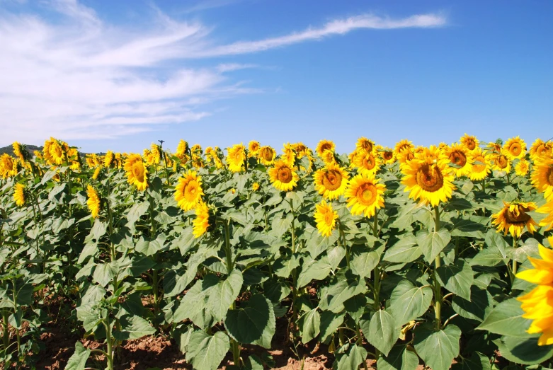 a field with sunflowers on a clear day