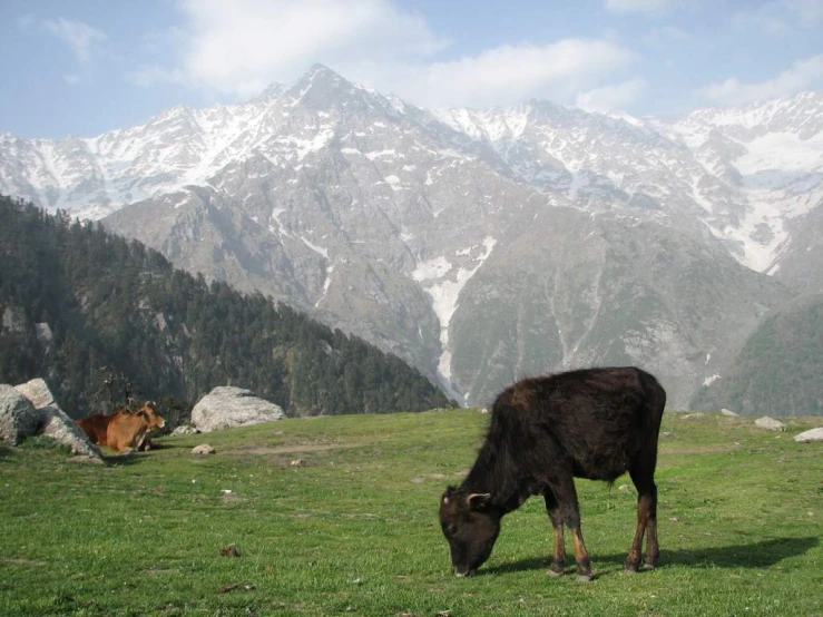 the two animals are eating grass on the mountain side