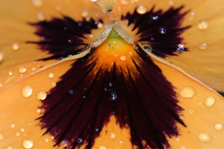 a large orange flower with water droplets on it
