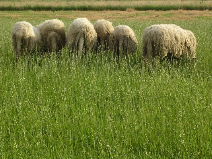 a group of sheep walking through tall grass