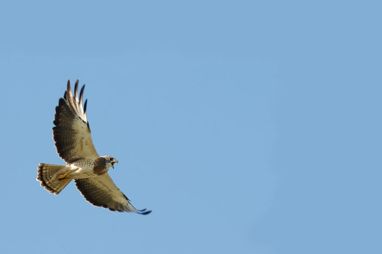 an image of a large bird in the air