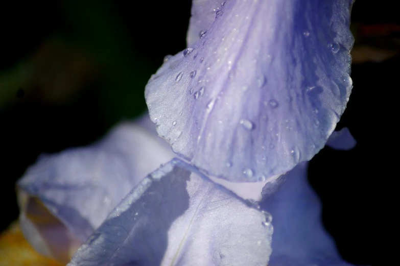 a blue flower has water droplets on it