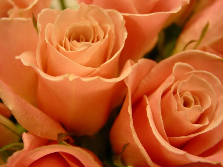 a bunch of peach roses are in a vase