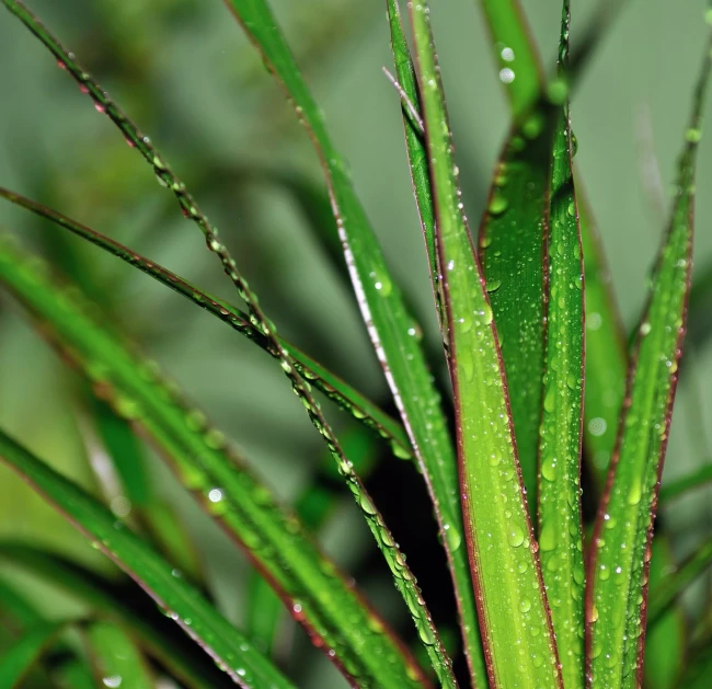the stems of a grass plant covered in rain