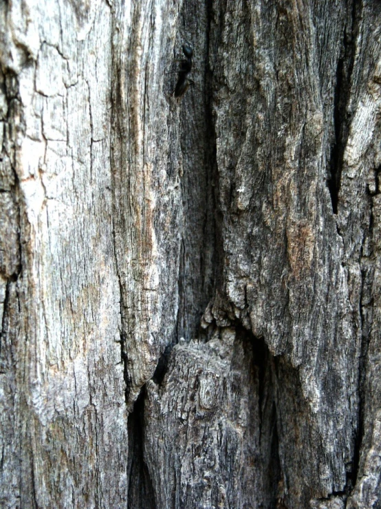 close up of the bark of an old tree