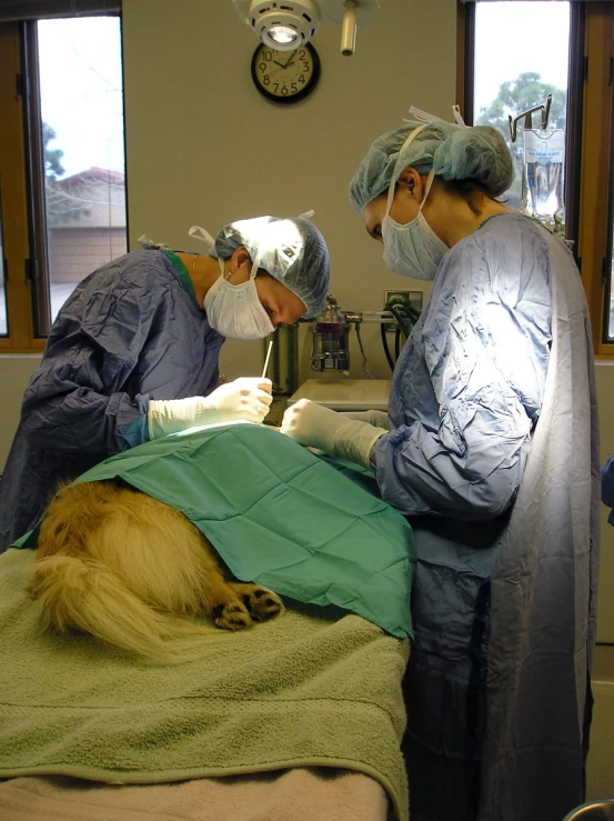 a couple of vets working on a dog with a dog