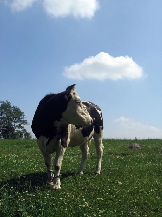 a cow is standing in the middle of a grass field