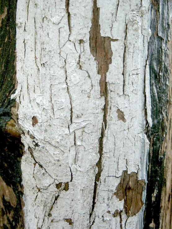 the white wood has a peeling pattern on it