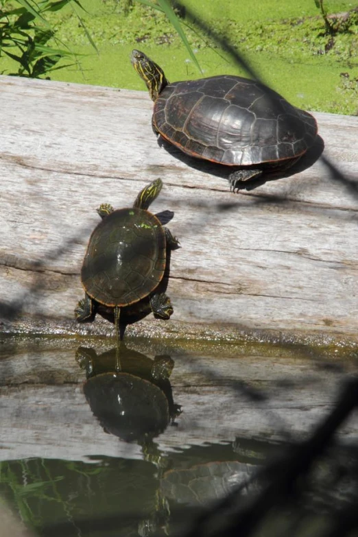 two turtles sitting on rocks above water