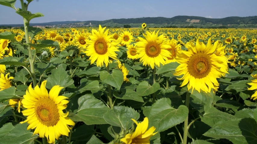 a large field full of sunflowers on a sunny day