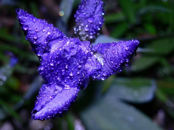 a purple flower with drops of water on it