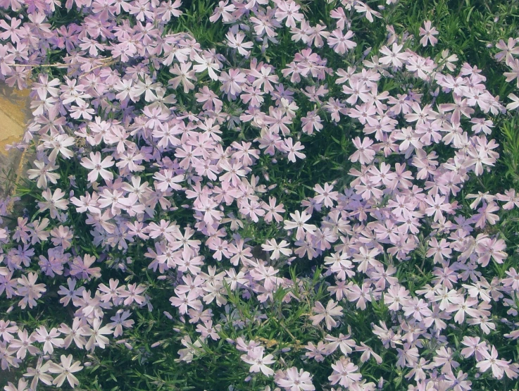 the background of a cluster of white and purple flowers