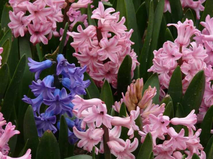 an array of pink and blue flowers near one another