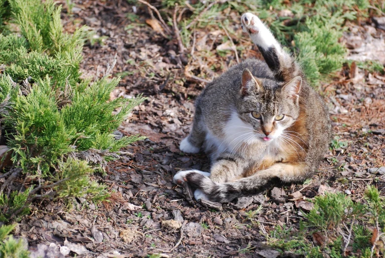 a cat that is sitting down with its paws on the ground