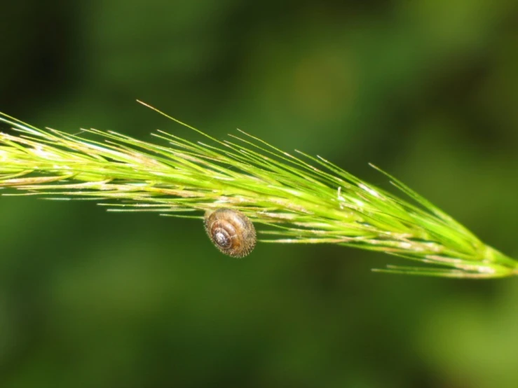 the small insect is on the blade of the green plant