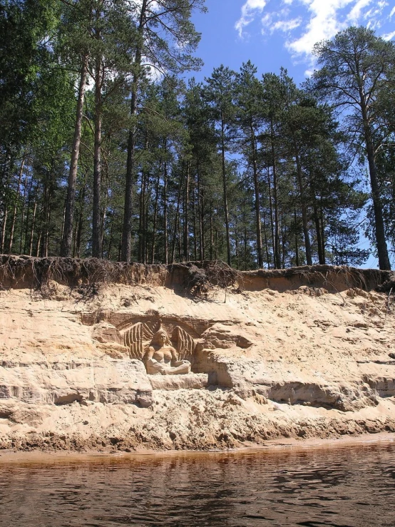 trees growing on top of a hill with water in front