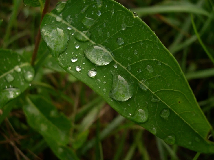 a leaf has many water droplets on it