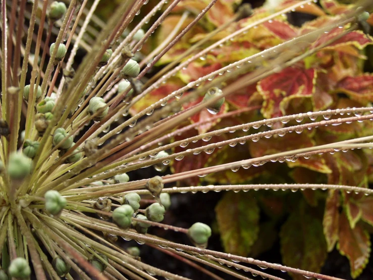 a spiky plant with dew droplets all over it