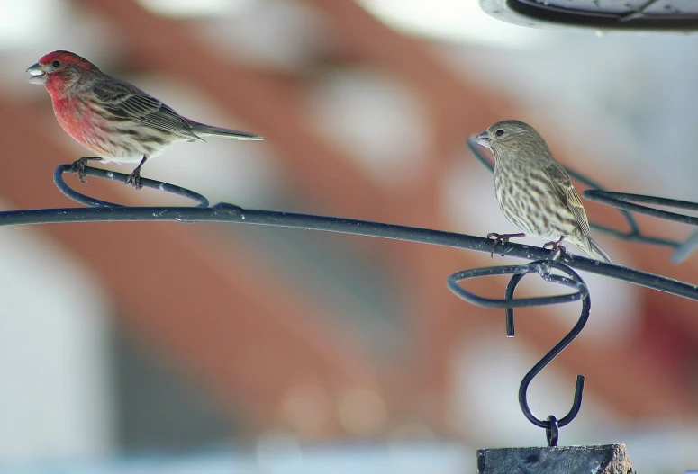 two small birds sitting on a small piece of wire