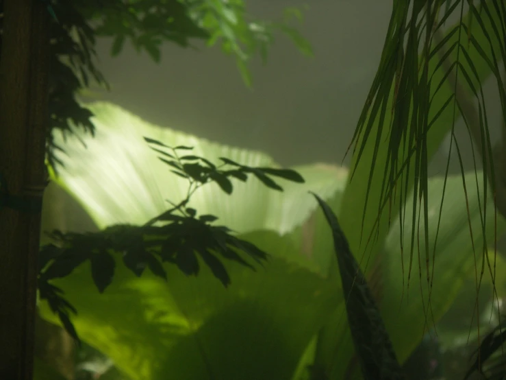 a plant in the midst of foliage with sunlight