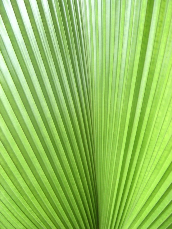 a close up s of the leaves of a palm tree