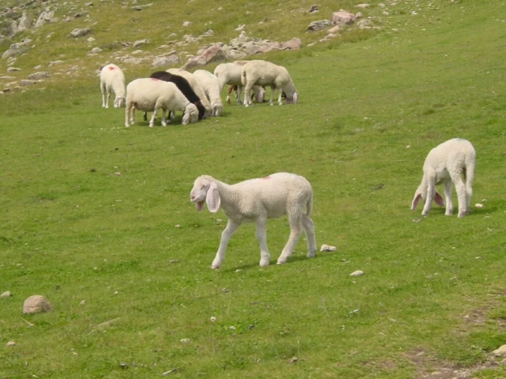 there are many sheep in a pasture grazing on grass