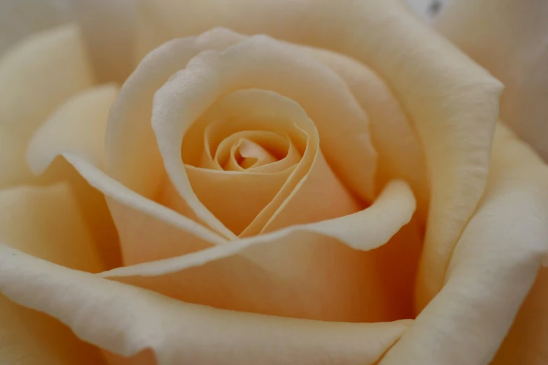 the center of a white rose with an extremely large opening