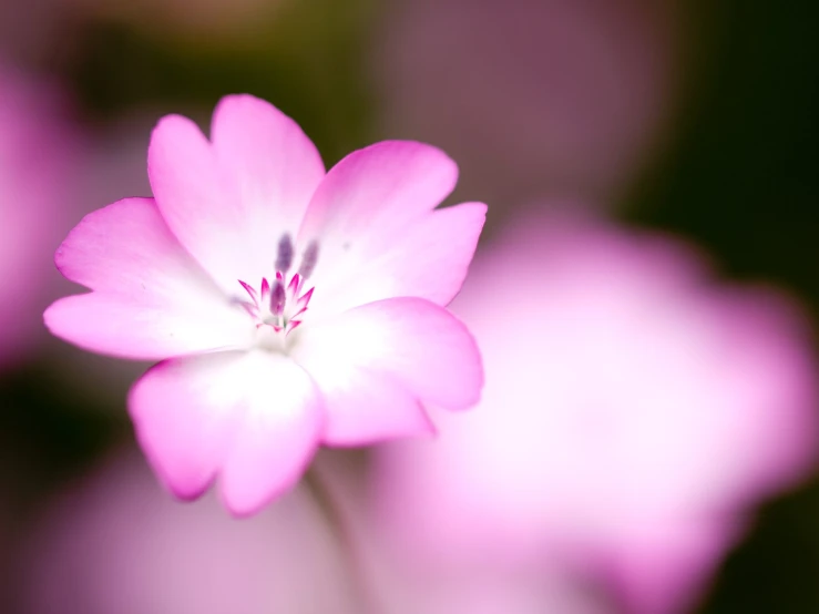 the pink flower is shining bright from its bloom
