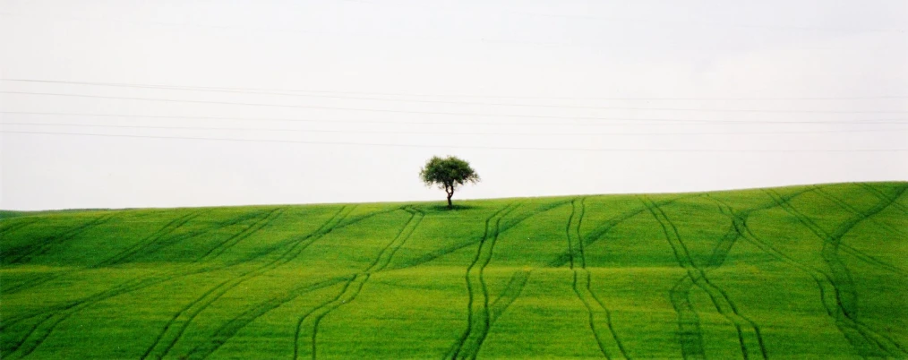 a lone tree stands in a grassy field