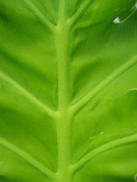 a large green leaf in the sunlight