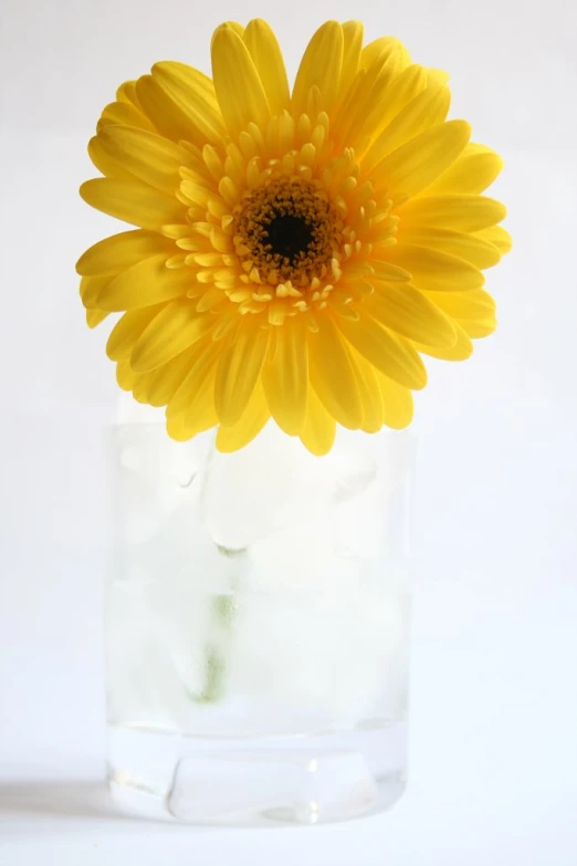 the beautiful yellow flower is on display in the glass vase