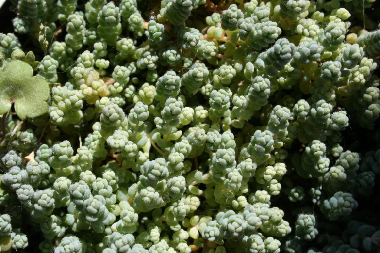 green leaves covered in thick frosting on a plant