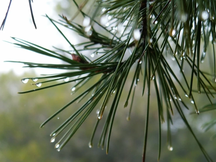 the drops of dew are hanging from the pine tree