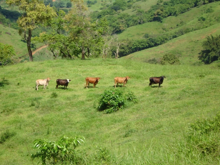 five cows grazing on the green grass of a hill
