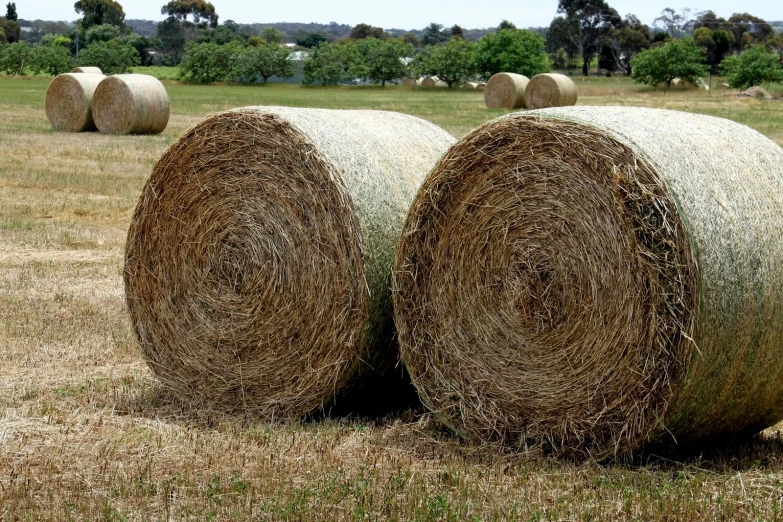 many large round bales of hay in a field