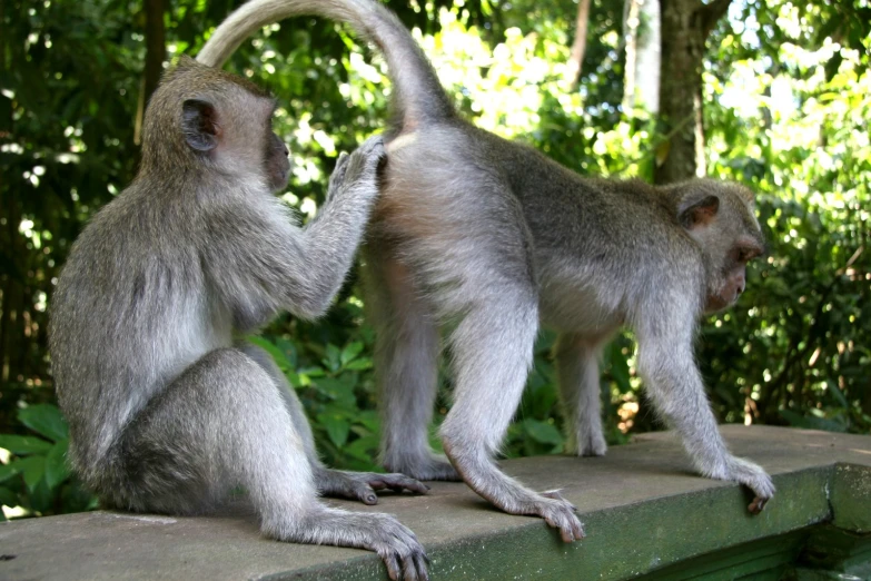 two monkeys sitting on top of a wooden ledge