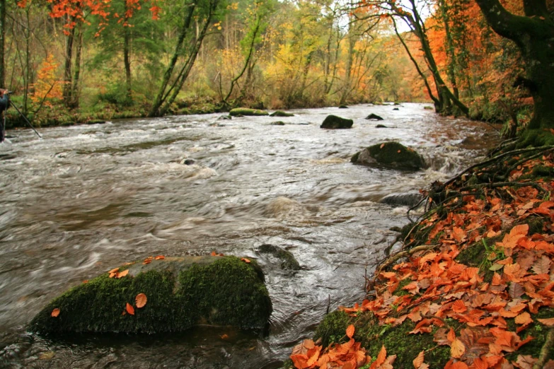 a stream running through a forest with trees turning orange