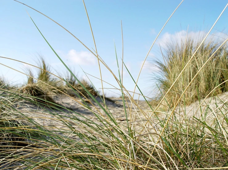 some tall grass and sand on the beach