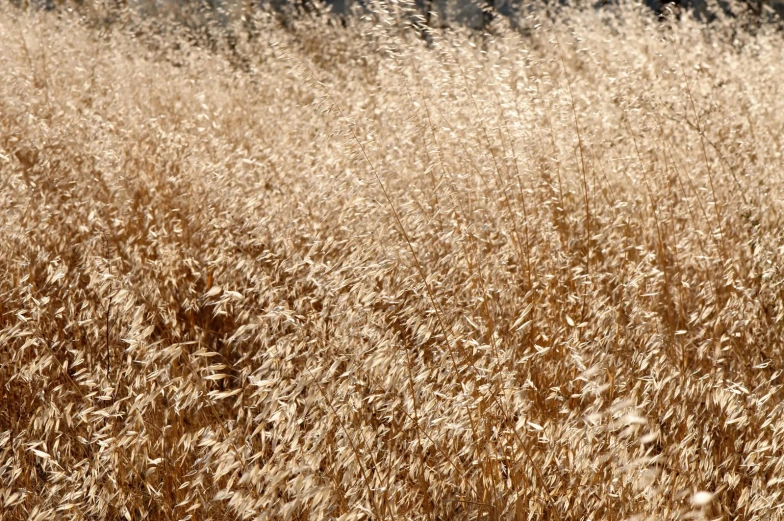 there is tall dried grass with some flowers in the background