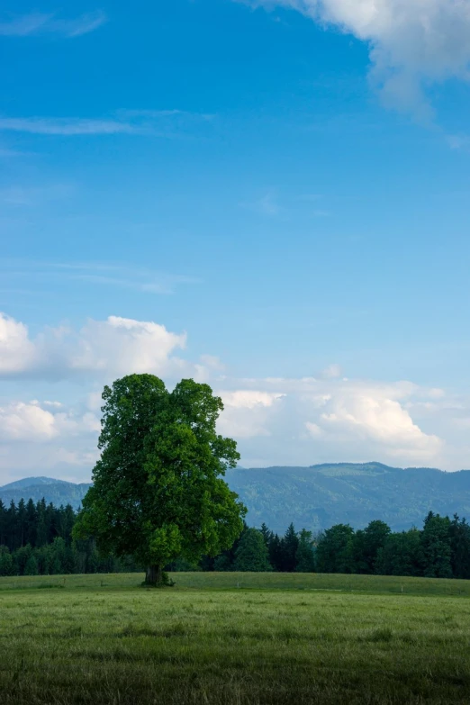 a lone tree in a field near a mountain