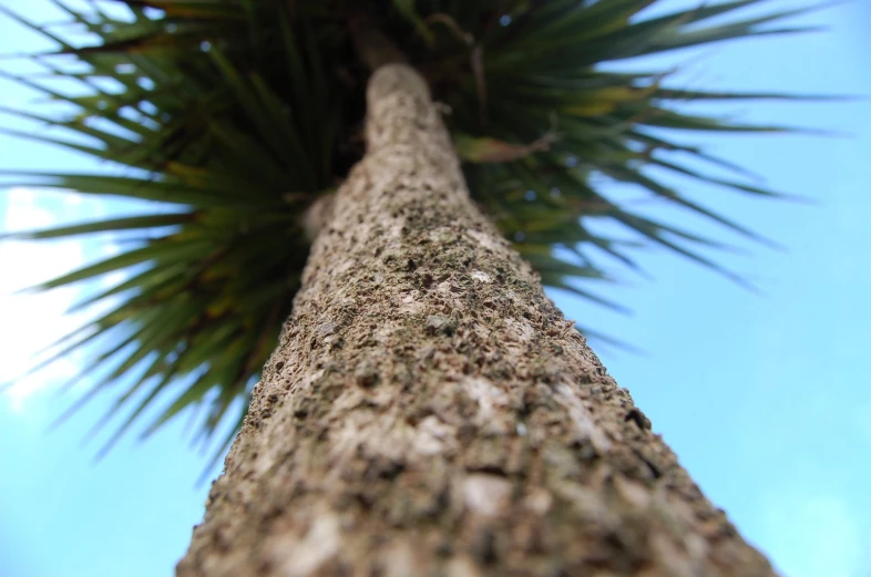 a tall tree with some small tufts growing on it