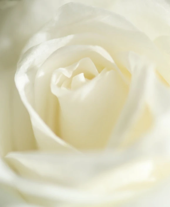 a white rose that is blooming with white petals