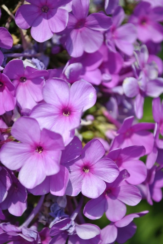 purple flowers are blooming and purple leaves are growing