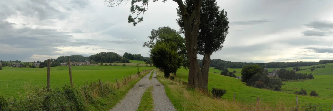 a couple of trees sitting on the side of a lush green hillside