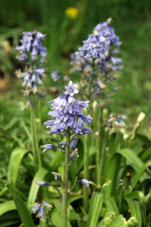 a field with small blue flowers in the grass