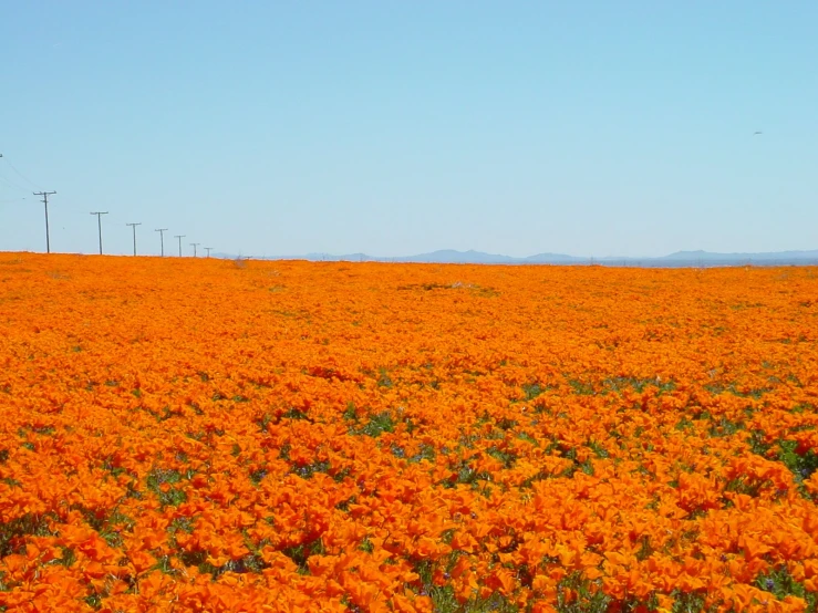 the field is full of orange flowers on the other side