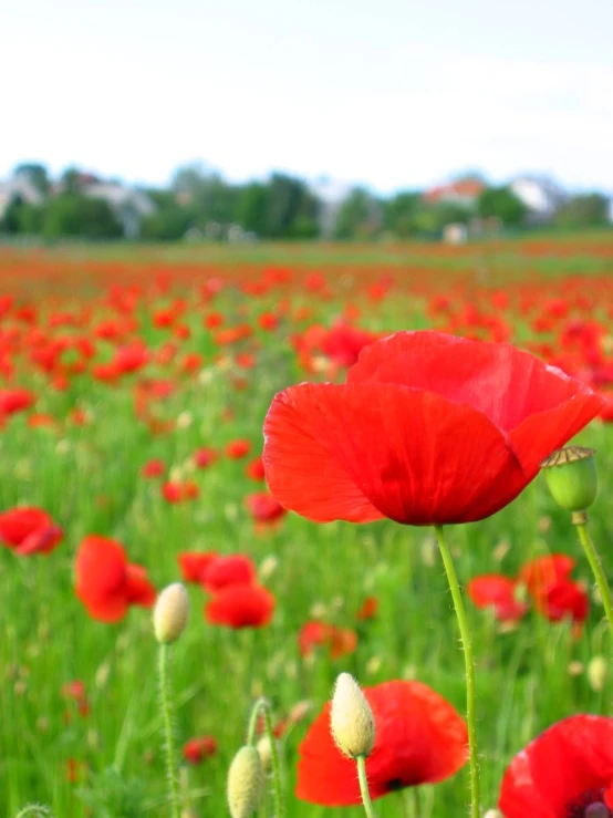 a field of red flowers and a grassy hill