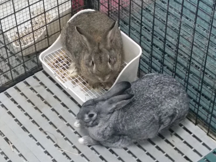 a couple of rabbits are sitting in their cages