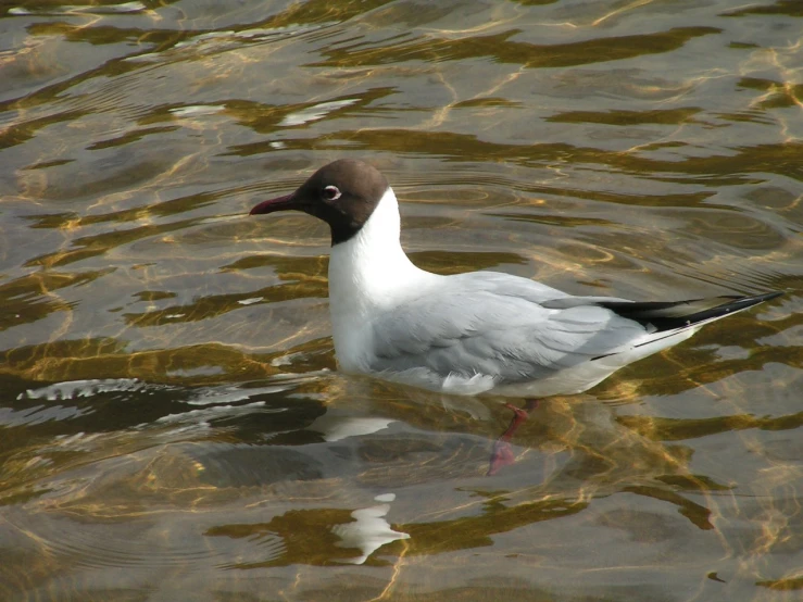 there is a duck swimming on the water